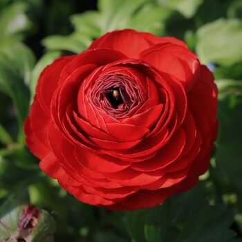 Ranunculus- Fablio Red (Corm)