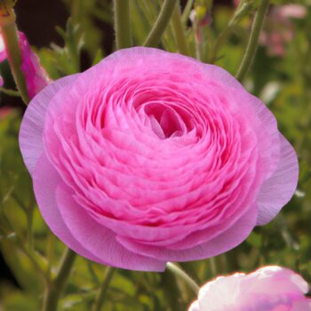 Ranunculus- Amandine Barby (Corm)