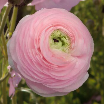 Ranunculus- Amandine Marshmallow (Corm)