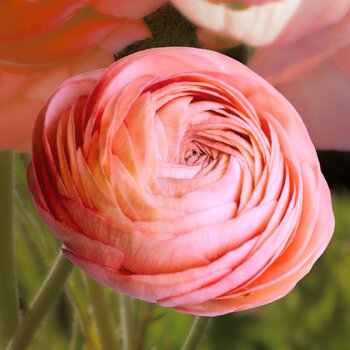 Ranunculus- Amandine Salmon (Corm)