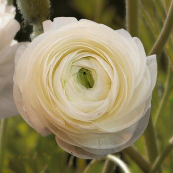 Ranunculus- Amandine White (Corm)