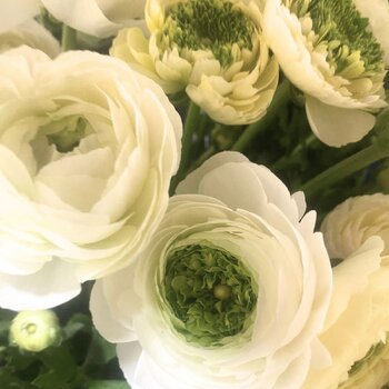 Ranunculus- Reinette White (Corm)