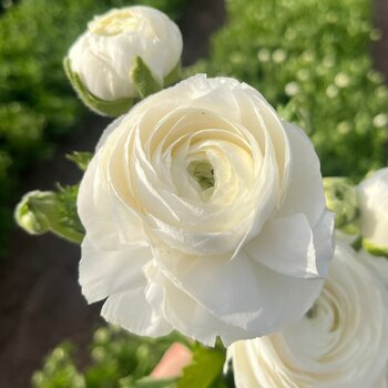Ranunculus- Giga White (Corm)