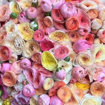 Ranunculus- Friandine Pastel (Corm)