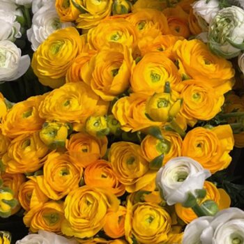 Ranunculus- Friandine Gold (Corm)
