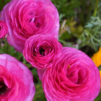 Ranunculus- Fablio Hot Pink (Corm)