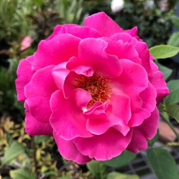 Rose- Best Friend