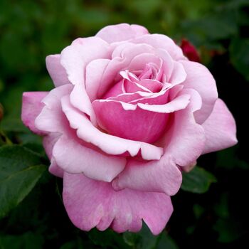 Rose- Heaven Scent