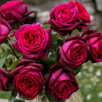 Rose- Dark Desire