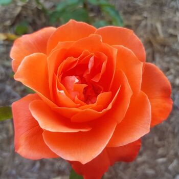 Rose- Fearless