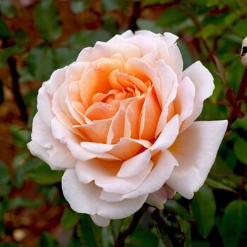 Rose- Spicy Parfuma