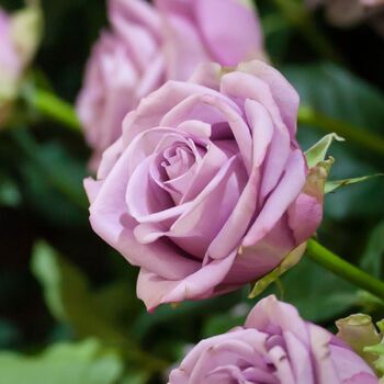 Rose- Blue Moon