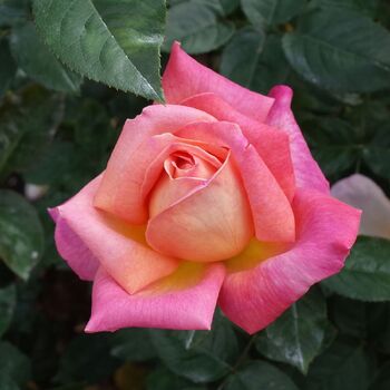 Rose- Chicago Peace