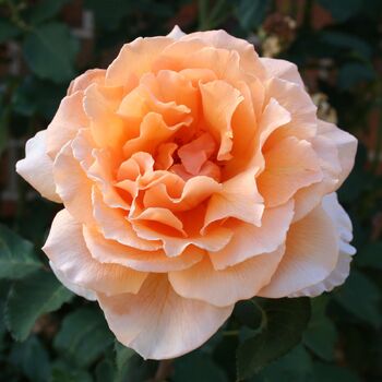 Rose- Just Joey