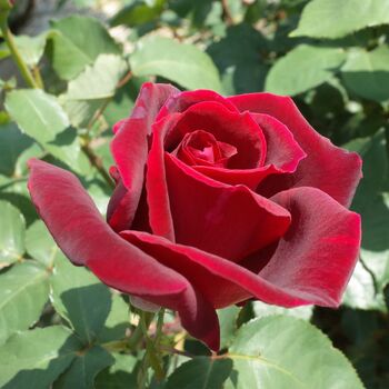 Rose- Papa Meilland