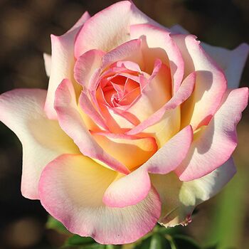 Rose- Peace