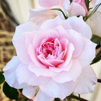 Rose- Jane McGrath