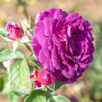 Rose- Ebb Tide