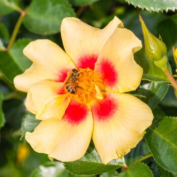 Rose- Eye of the Tiger