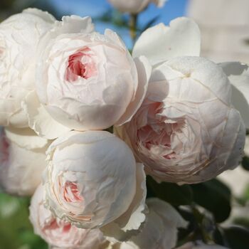 Rose- Earth Angel