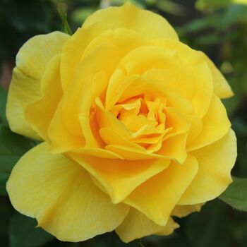 Rose- Friesia