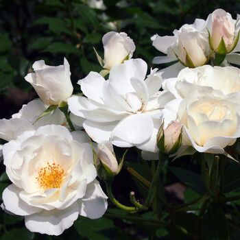 Rose- Iceberg