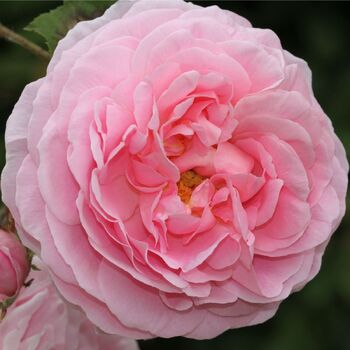 Rose- Kiss Me Kate