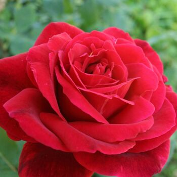 Rose- Mr Lincoln Climbing