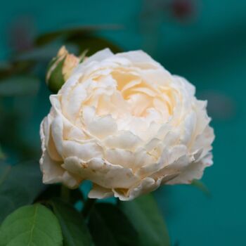 Rose- Windermere