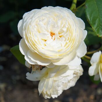 Rose- Claire Austin
