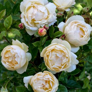 Rose- Wollerton Old Hall