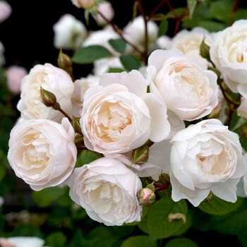 Rose- Desdemona
