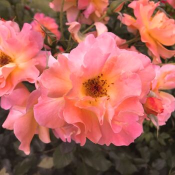 Rose- Coco