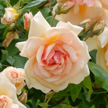 Rose- Crepuscle