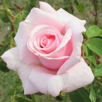 Rose- Mother's Love