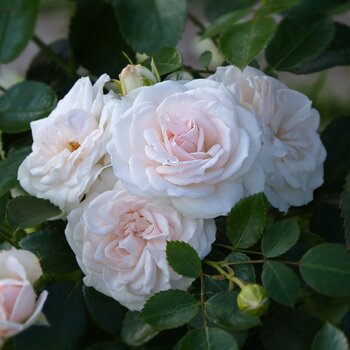 Rose- Aspirin