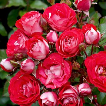 Rose- Cherry Bomb