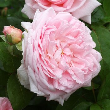 Rose- Fairytale Magic