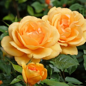Rose- Golden Beauty