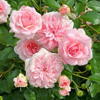 Rose- Home & Garden