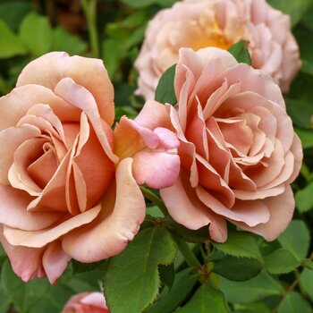 Rose- Soul Sister