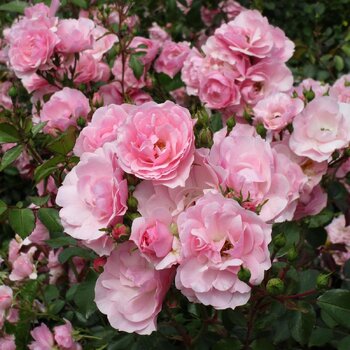 Rose- Bonica