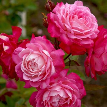 Rose- Beautiful Girl