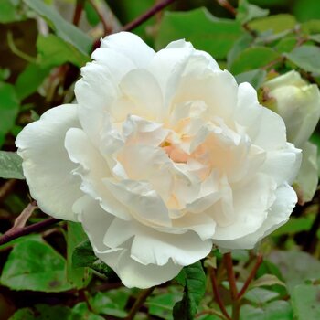 Rose- Madame Alfred Carriere