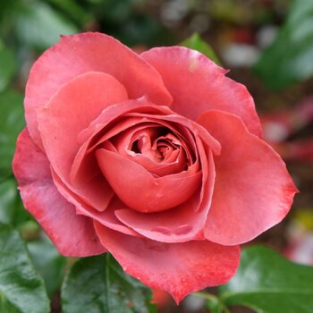 Rose- Hot Chocolate