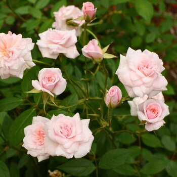 Rose- Cecile Brunner