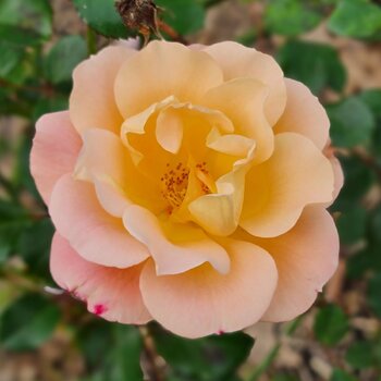 Rose- Merry Maker