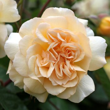 Rose- Buff Beauty