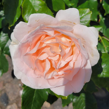 Rose- Lionheart