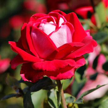 Rose- Kissing Ayoba